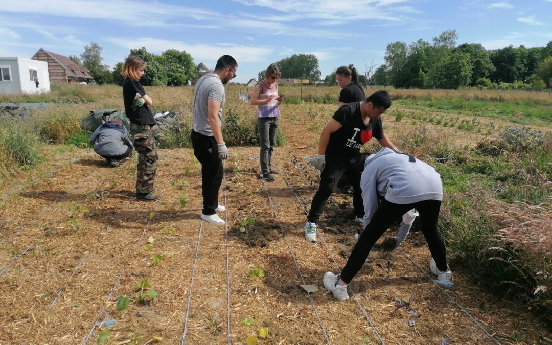 Des jeunes en insertion à la découverte de la permaculture